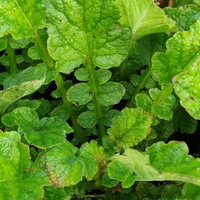 Francoa sonchifolia 'Alba'